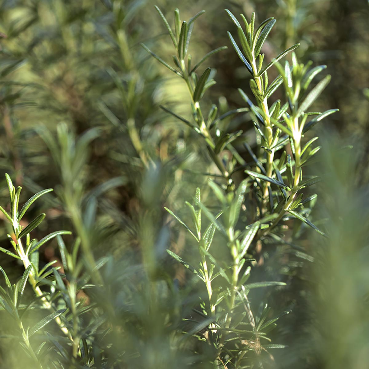 Botanical Blend